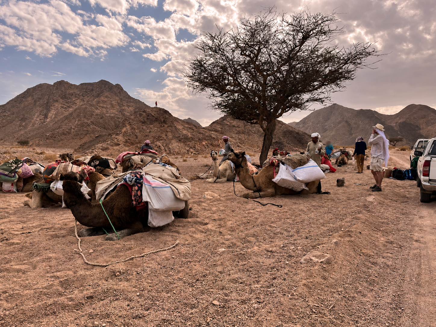 Preparing the camels for the desert journey
