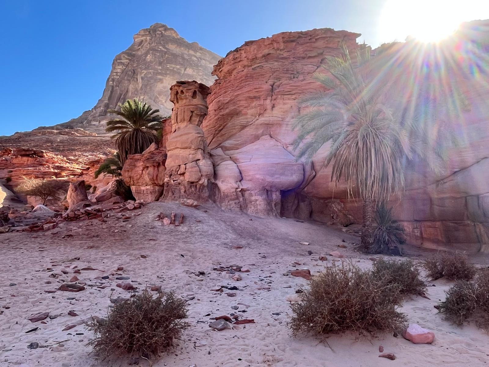 Rose-coloured rocks and palms in Sinai